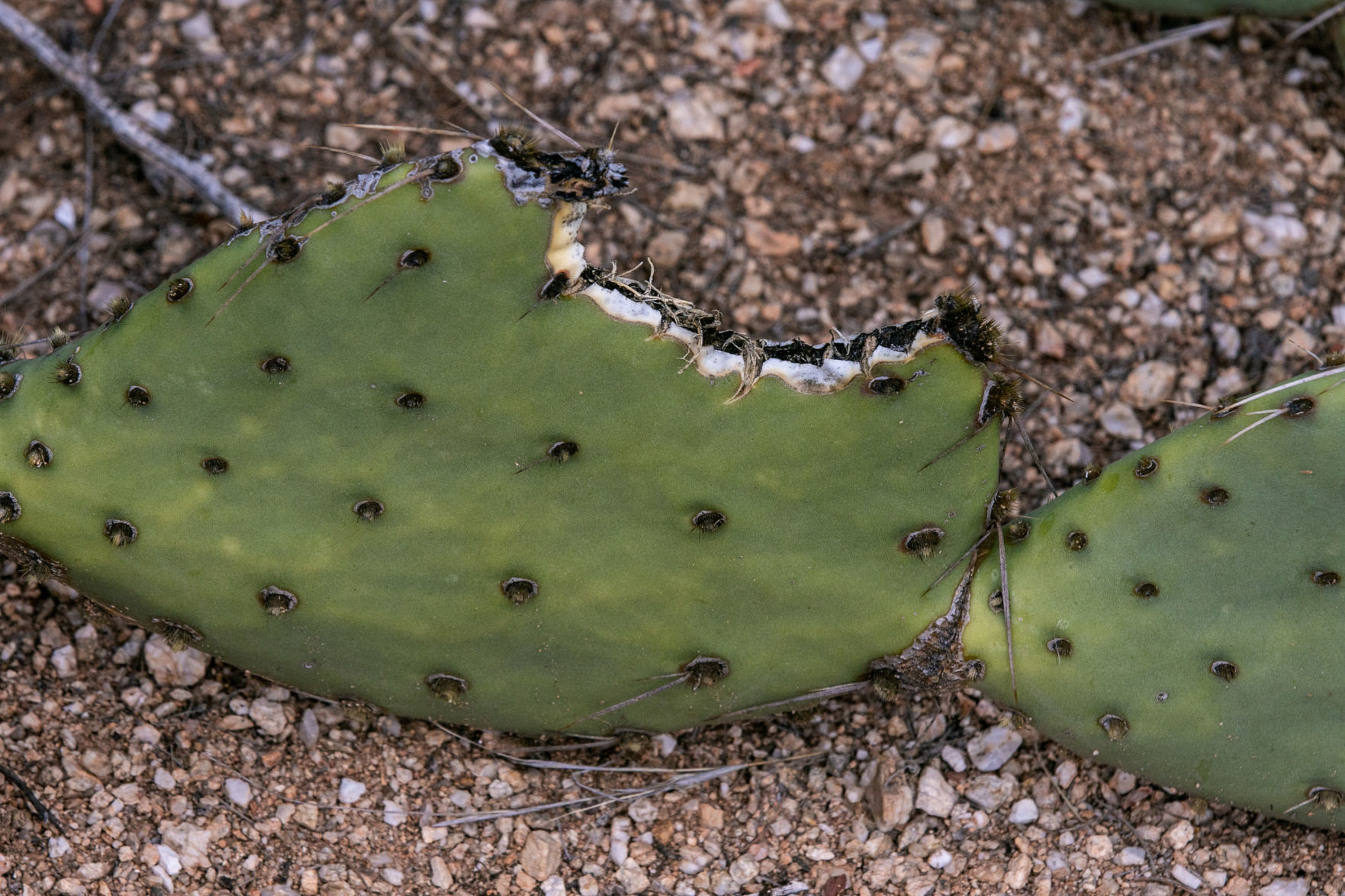 Desert Holes
